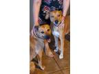 Adopt Sonny & Angel a Mixed Breed