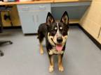 Adopt Oso a Cattle Dog, Husky