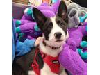 Adopt Scout a Border Collie