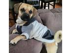 Adopt Titus-1.5 yr Pug Mix male a Puggle, Beagle