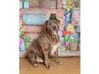 Adopt Mason a Pit Bull Terrier