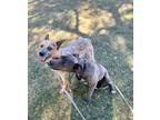 Adopt Lacie & Carson a Pit Bull Terrier, Australian Cattle Dog / Blue Heeler