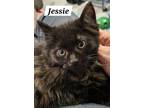 Adopt Jessie a Domestic Medium Hair