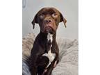 Adopt NEON a Boxer