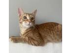 Adopt Angel (bonded with Spike) a Domestic Short Hair
