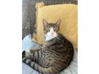 Adopt Leo a Domestic Short Hair