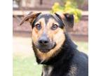 Adopt Reeses a Shepherd, Mixed Breed