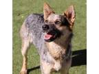 Adopt 55213639 a Australian Cattle Dog / Blue Heeler, Mixed Breed