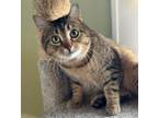 Adopt Peanut a Domestic Short Hair