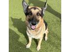 Adopt Basil a German Shepherd Dog