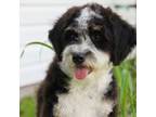 Mutt Puppy for sale in Muskogee, OK, USA