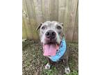 Adopt Brody a American Staffordshire Terrier