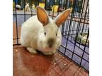 Adopt Cali a Bunny Rabbit