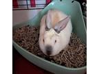 Adopt Simone a Bunny Rabbit