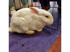 Adopt Weiss a Bunny Rabbit