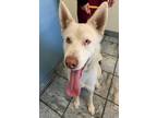 Adopt Aldo a Yellow Labrador Retriever