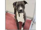 Adopt Rico a American Staffordshire Terrier, Black Labrador Retriever