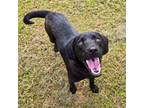 Adopt Logan a Black Labrador Retriever, Mixed Breed