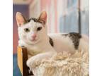 Adopt Maxwell- Working Cat a Domestic Short Hair