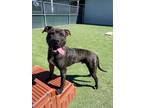 Adopt Zion a Pit Bull Terrier