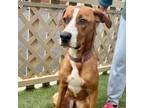 Adopt DARYL DOOLITTLE a Coonhound, Boxer