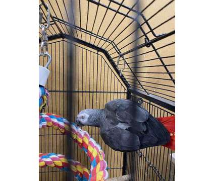JHUHUJ African Grey Parrots is a Grey Everything Else for Sale in San Antonio TX