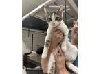 Adopt Nubs a Tabby, Domestic Short Hair