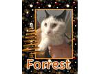 Adopt Forrest a Domestic Short Hair