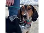 Adopt Yuma a Bluetick Coonhound
