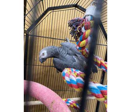 KHIOJG African Grey Parrots is a Grey Everything Else for Sale in Chicago Ridge IL