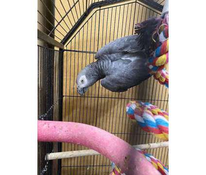 KGHJIHO African Grey Parrots is a Grey Everything Else for Sale in Chicago Ridge IL