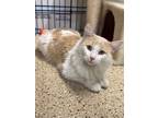 Adopt Pekoe a Domestic Medium Hair