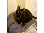 Adopt Brant a Domestic Short Hair