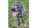 Adopt Grey Goose a Weimaraner