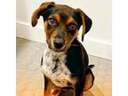 Adopt Pino a Australian Cattle Dog / Blue Heeler, Jack Russell Terrier