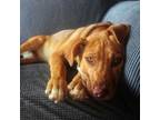 Adopt Cello a Pit Bull Terrier, Husky