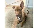 Adopt Banjo a Pit Bull Terrier, Husky