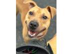 Adopt Bill a Pit Bull Terrier, American Staffordshire Terrier