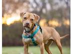 Adopt Marv a Pit Bull Terrier, American Staffordshire Terrier