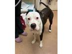 Adopt Chase a Pit Bull Terrier