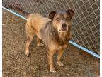 Adopt Opie a Catahoula Leopard Dog