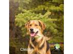 Adopt Cleatus a Hound