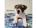 Adopt Moonstone a Labrador Retriever