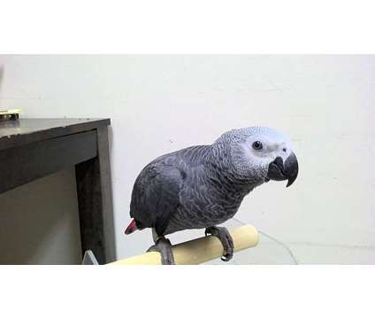 IGYHJKO African Grey Parrots is a Grey Everything Else for Sale in Terrace Park OH