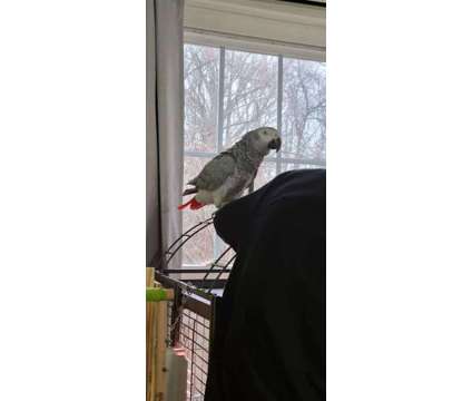 GUGOUH African Grey Parrots is a Grey Everything Else for Sale in Terrace Park OH