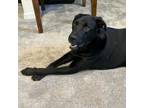 Adopt Ranga a Black Labrador Retriever
