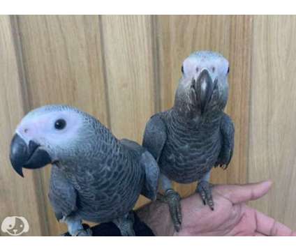 KGIUON African Grey Parrots is a Grey Everything Else for Sale in Brownsville TX