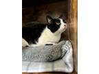 Adopt Moo a Domestic Short Hair