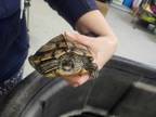 Adopt Squirt a Turtle