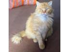 Adopt Garfield a Domestic Medium Hair